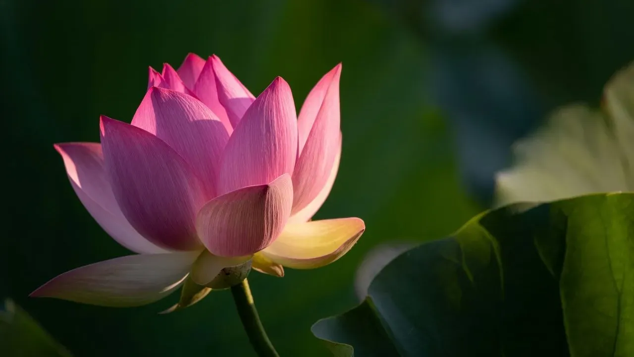 Lotus blooms offer a peaceful escape at Kenilworth Aquatic Gardens