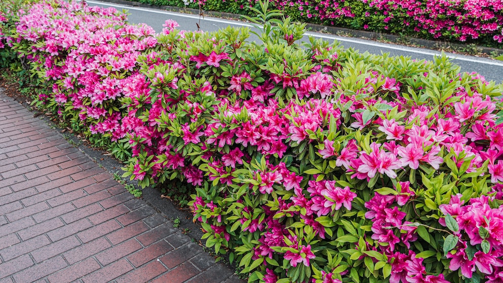 How to design your garden with flowering hedges