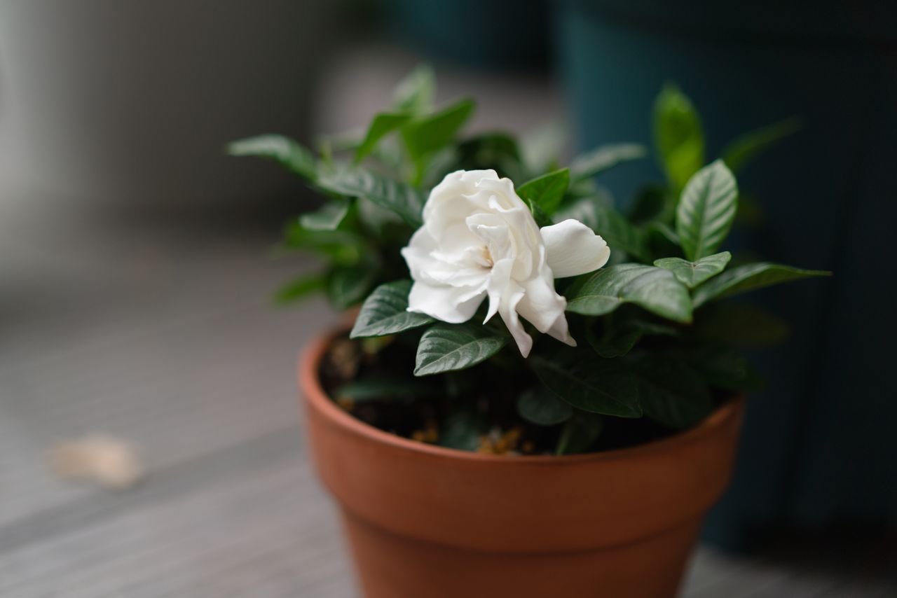 Gardenia plant in a terracotta pot
