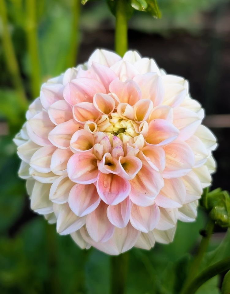 A closeup view of a dahlia flower with detailed petals captured outdoors