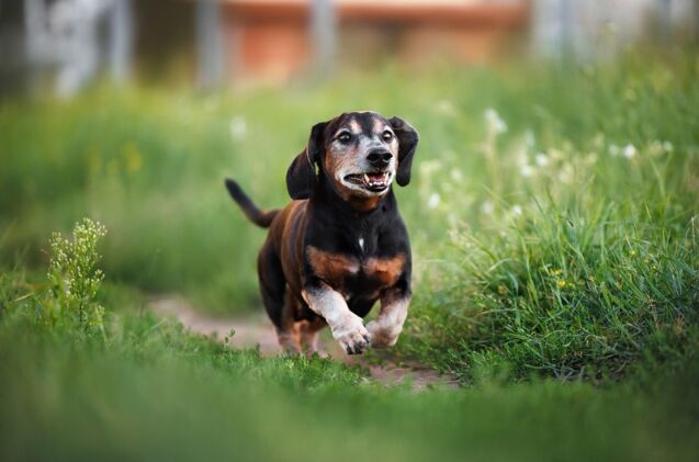 how to protect your senior dog from progressive joint damage, Photo credit Rawpixel com Shutterstock com