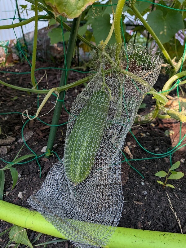 Groundhog kept raiding cucumbers, then a gardener's 'cucumber chainmail' ended in pickles