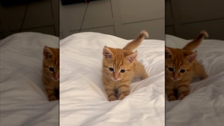 Ginger kitten playing on a bed
