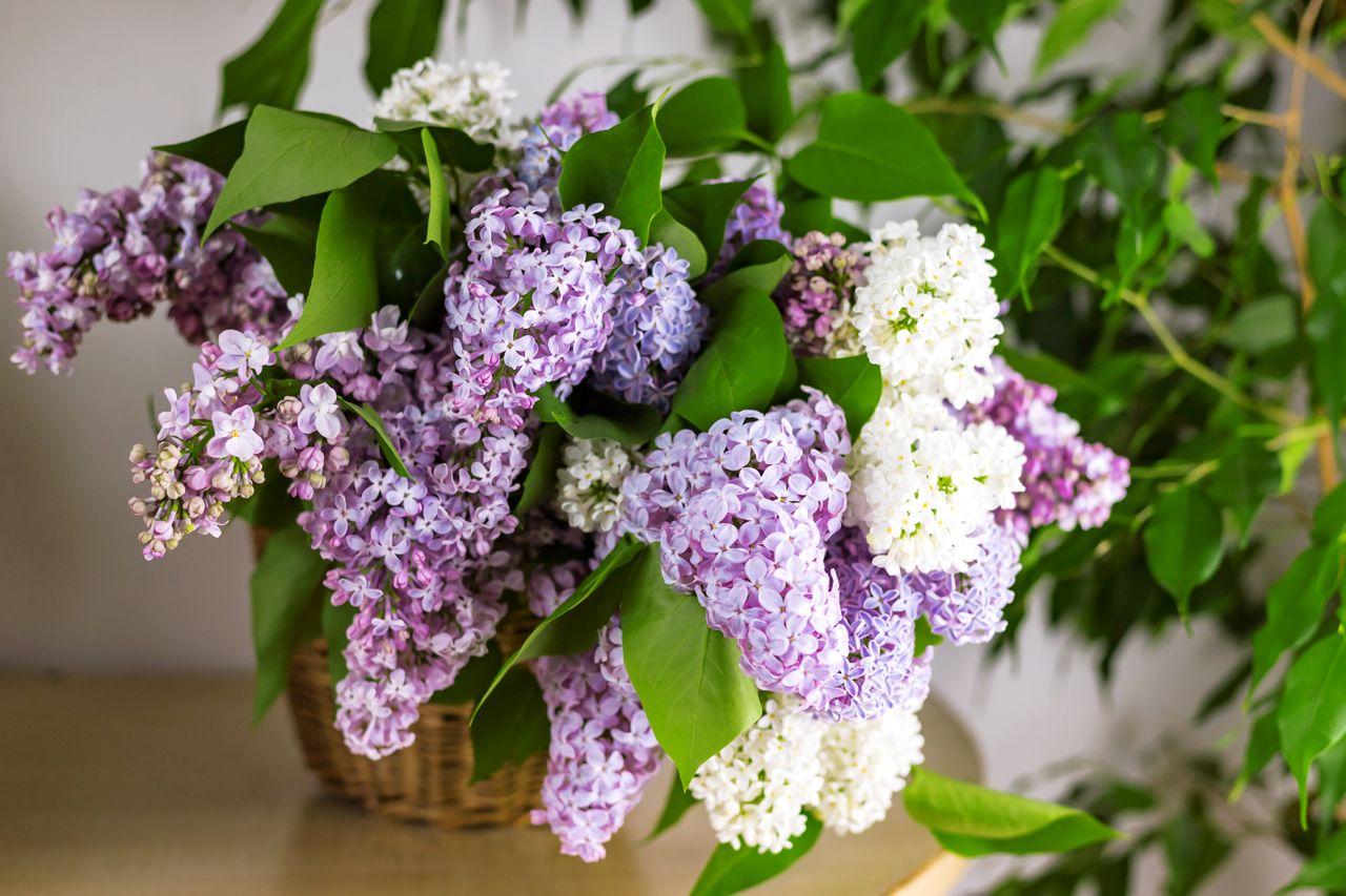 Lilac flowers in a basket on a table, with green leafy plants in the background