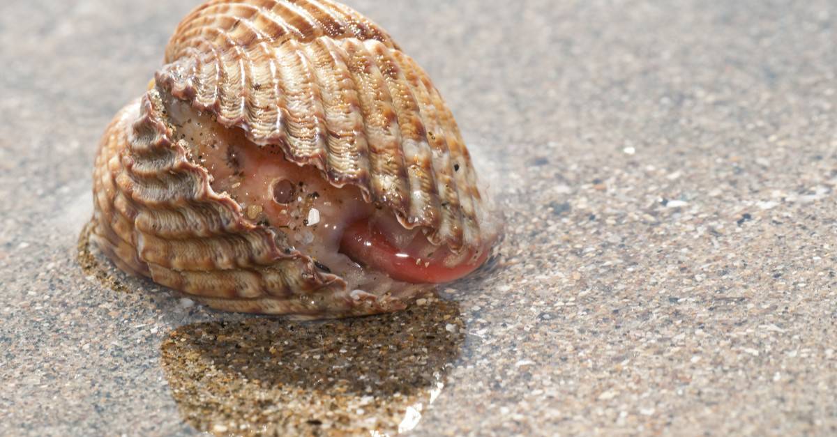 Scientists Solved the Mystery Behind Earth’s Greatest Marine Mass Extinction