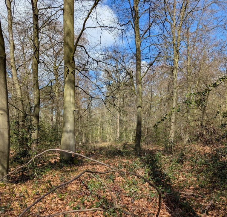 Woodland Money story