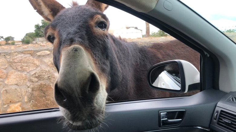 Donkey on the loose plunges Arkansas street into total chaos