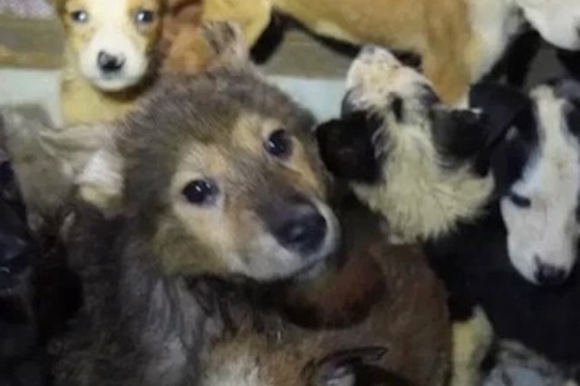 After more than 100 animals are removed from a Tennessee home, one microchip reunites a lost dog