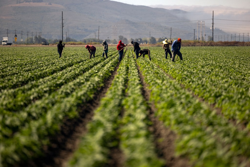 'No amnesty' calls grow over bill to aid immigrant farm workers