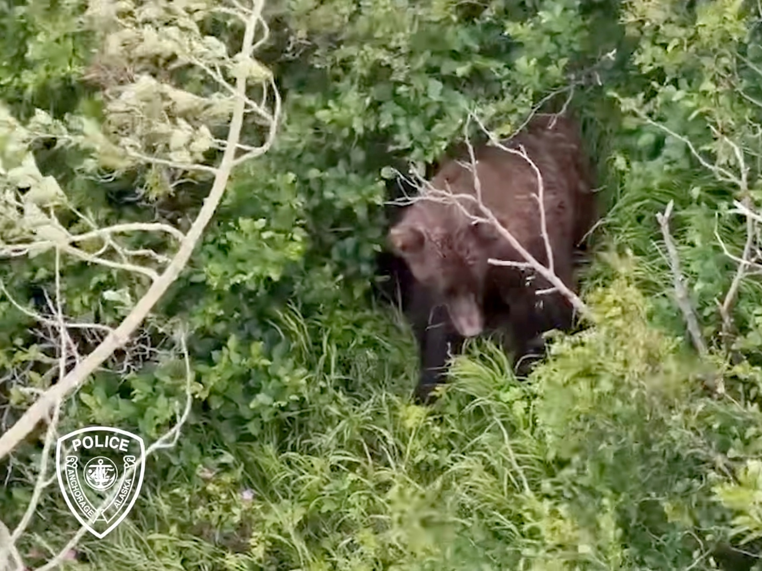 Woman attacked by brown bear while hiking Alaskan trail