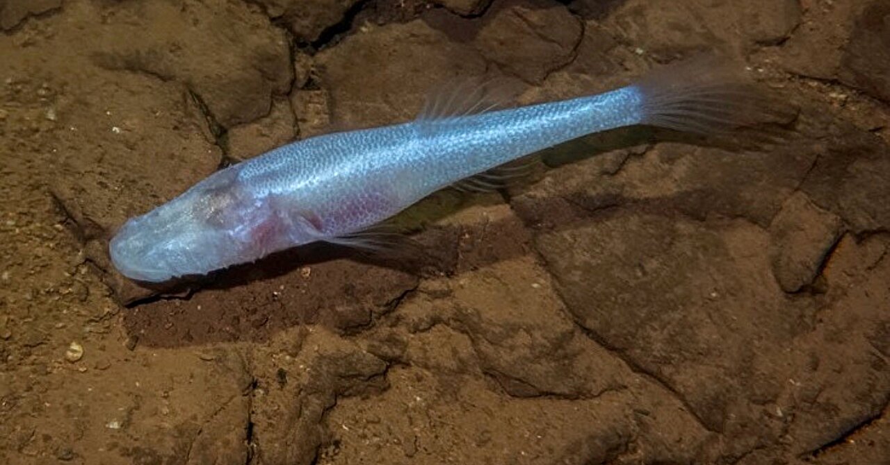 New 'demon' cavefish lineage discovered in Alabama cave