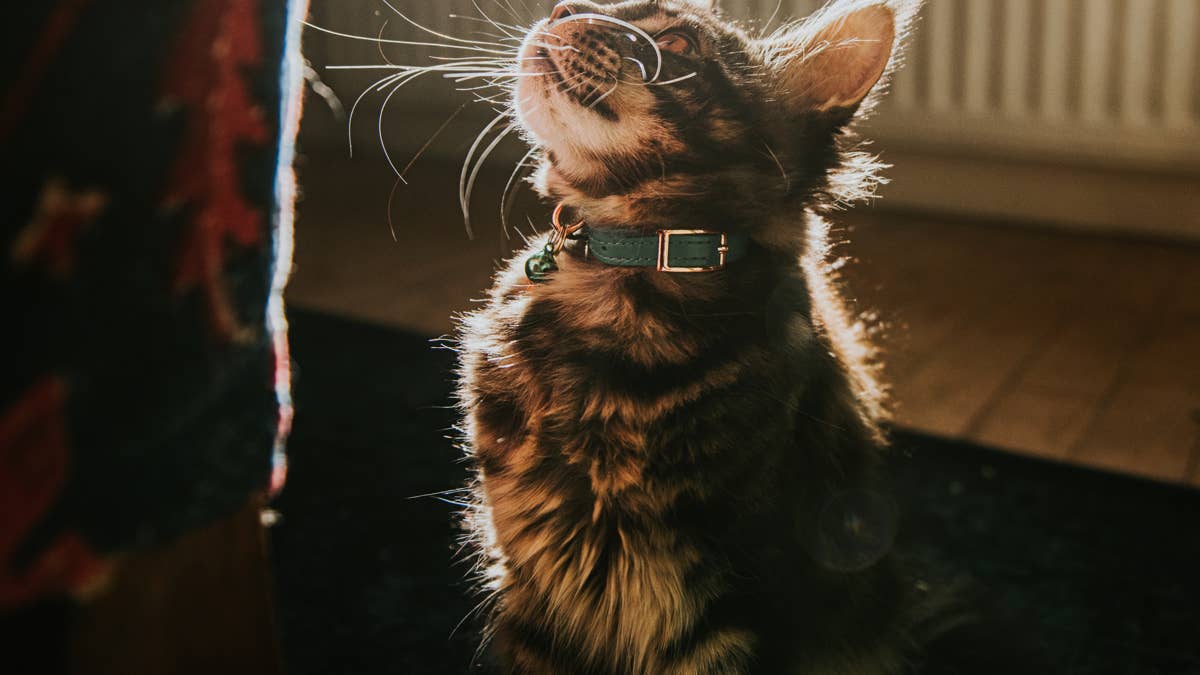 Maine Coon Kitten's Grumpy Face Is Shaped Just Like a Perfect Little Star