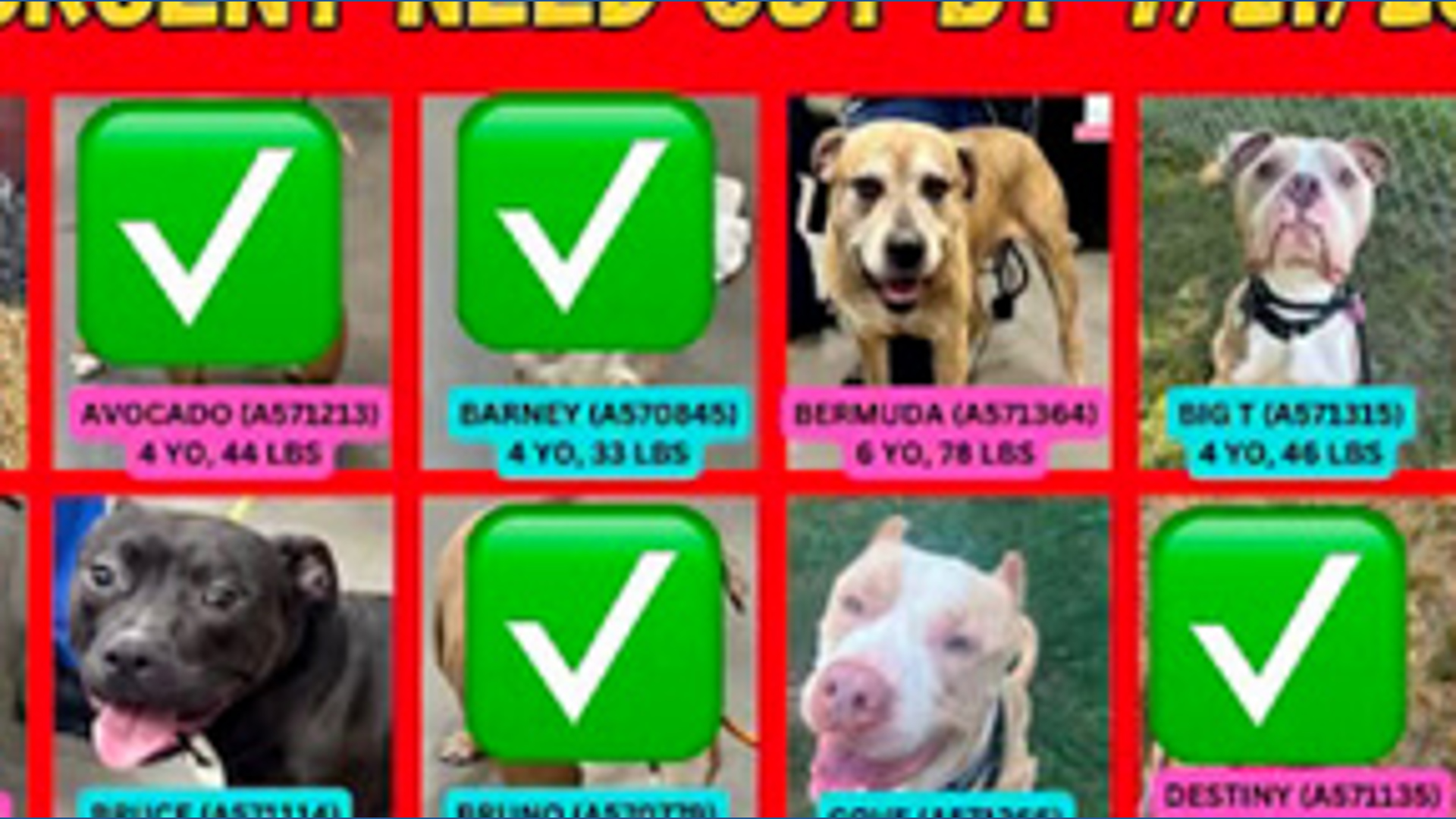 12 Dogs Still Need Homes By 6 P.M. Or Face Being Put Down