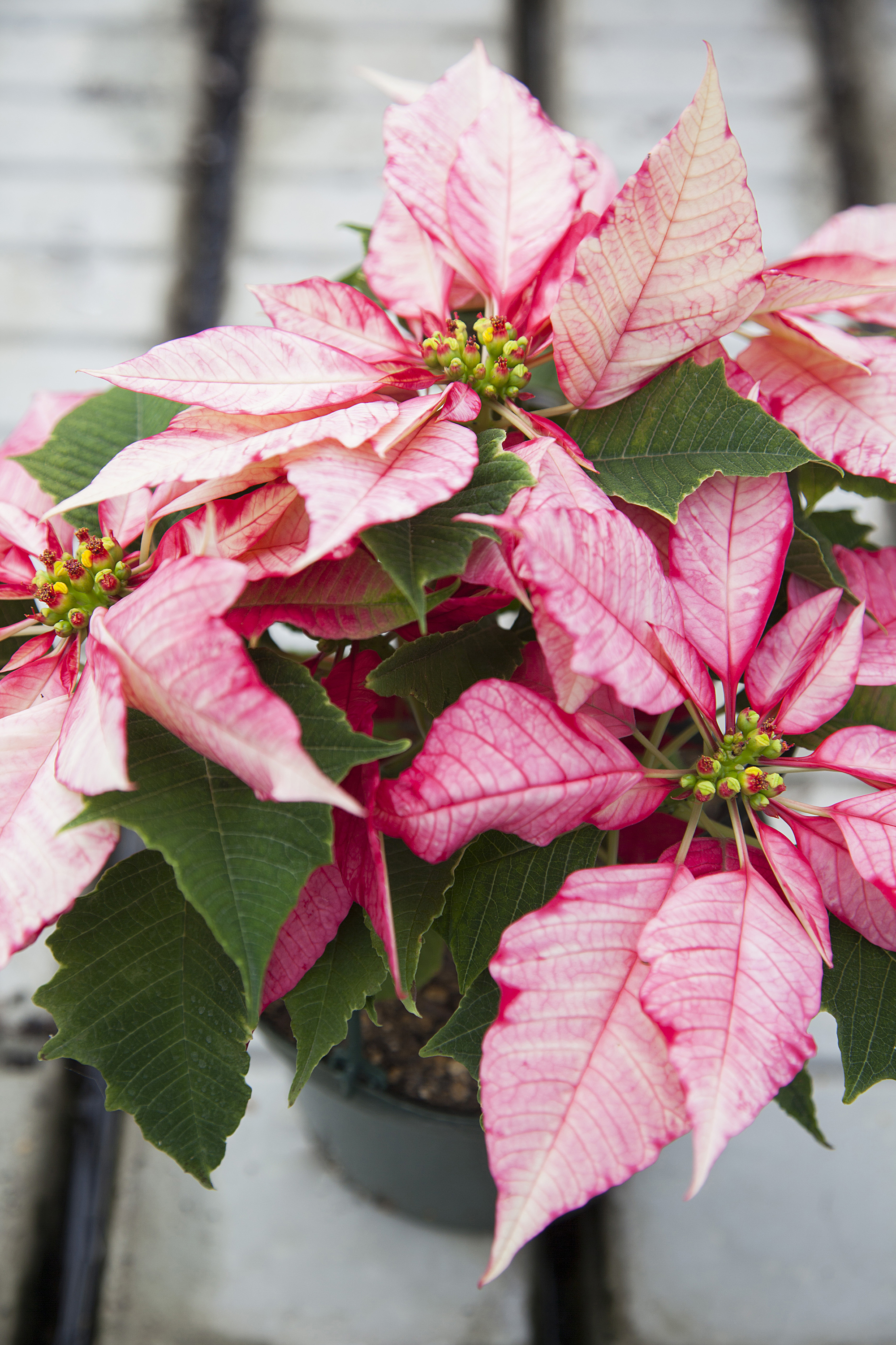 christmas poinsettia