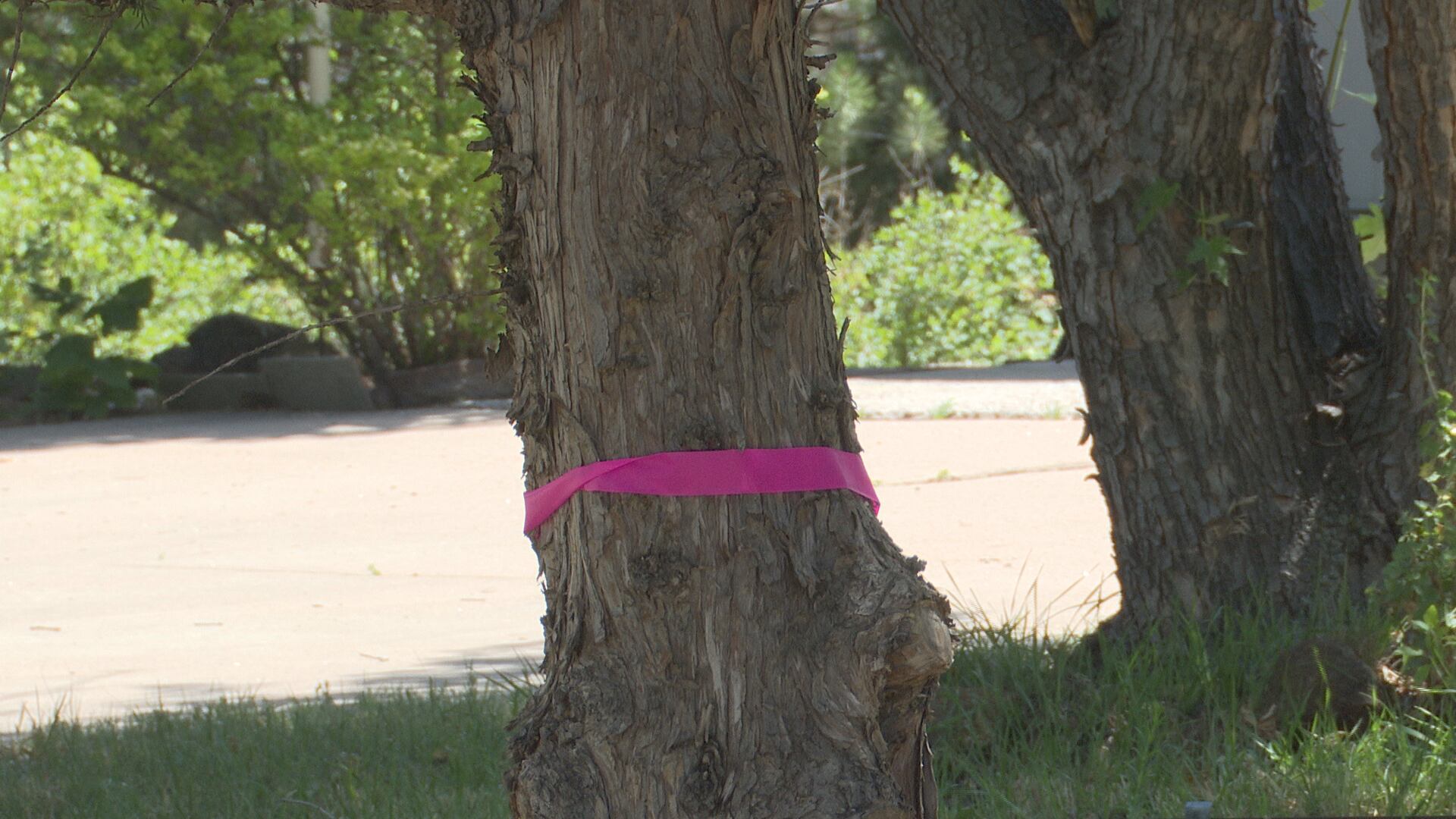 Dead trees could increase wildfire risk around your home