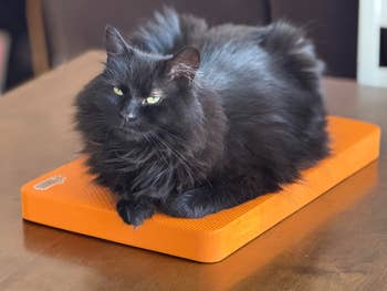 Fluffy black cat lounging on an orange rectangular scratching board on a table