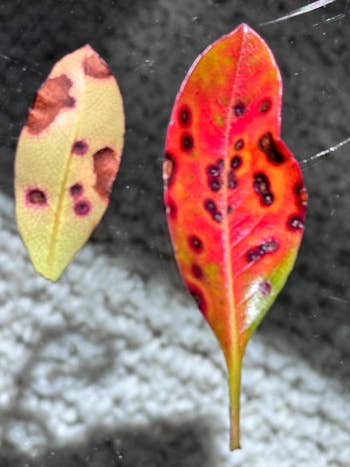 Two leaves with spots; left leaf has fewer spots and is more faded, while the right leaf is vibrant with numerous dark spots