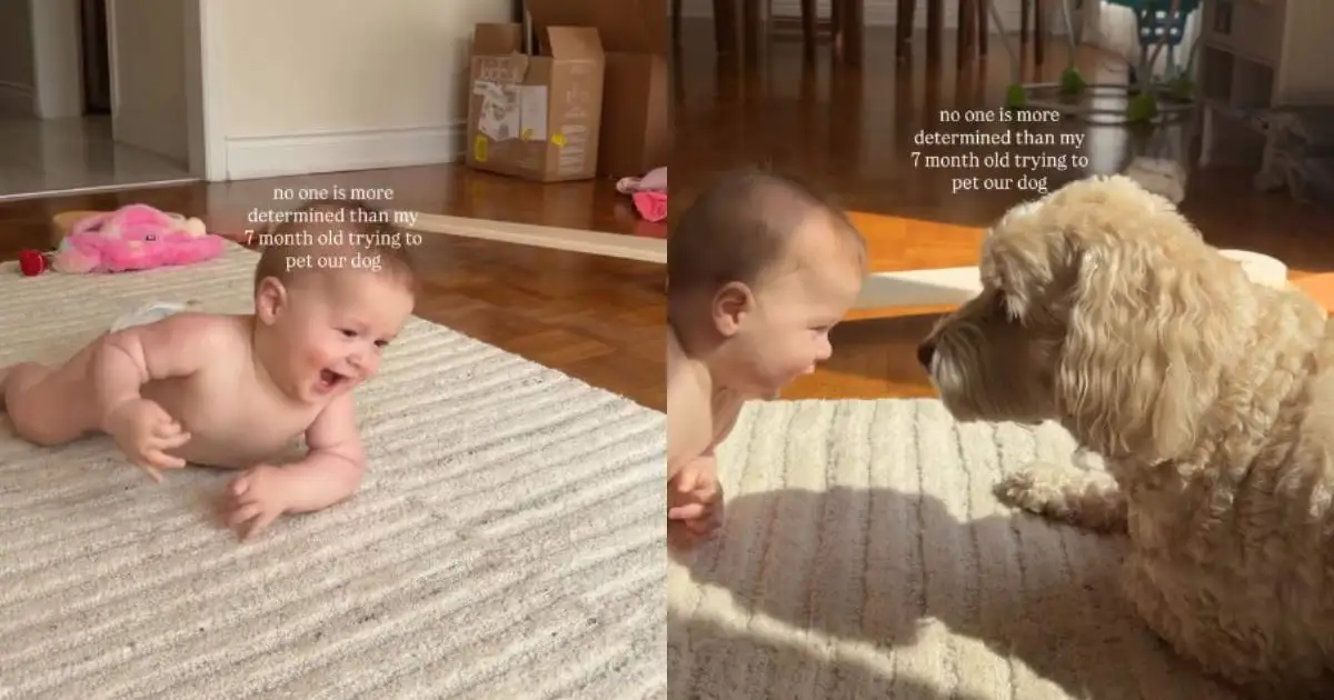 Baby crawls determined to pet the dog, but adorably fails