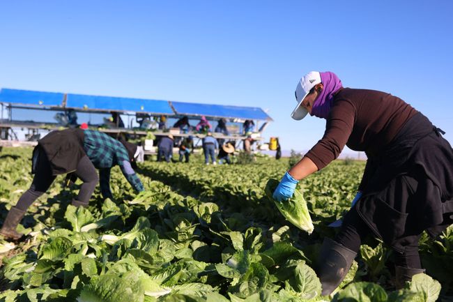 US-AGRICULTURE-HARVEST-FARMWORKERS