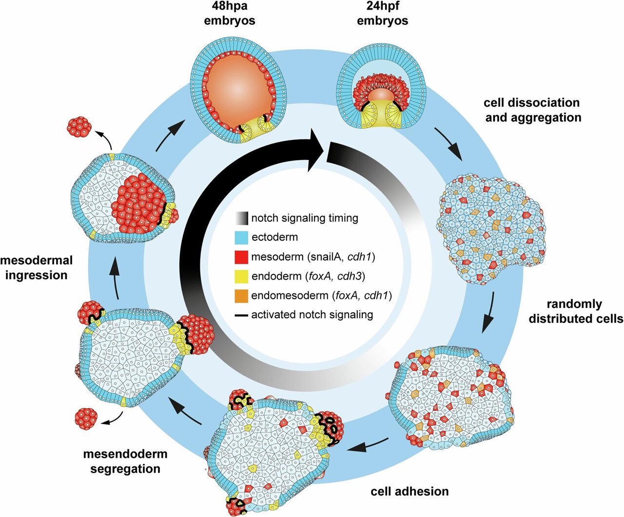 How sea anemone cells reform into an organism