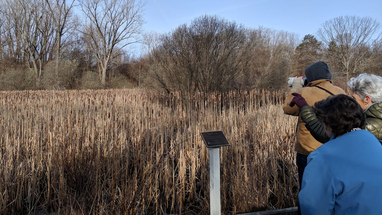 Birders looking out from trail at Boston Nature Center