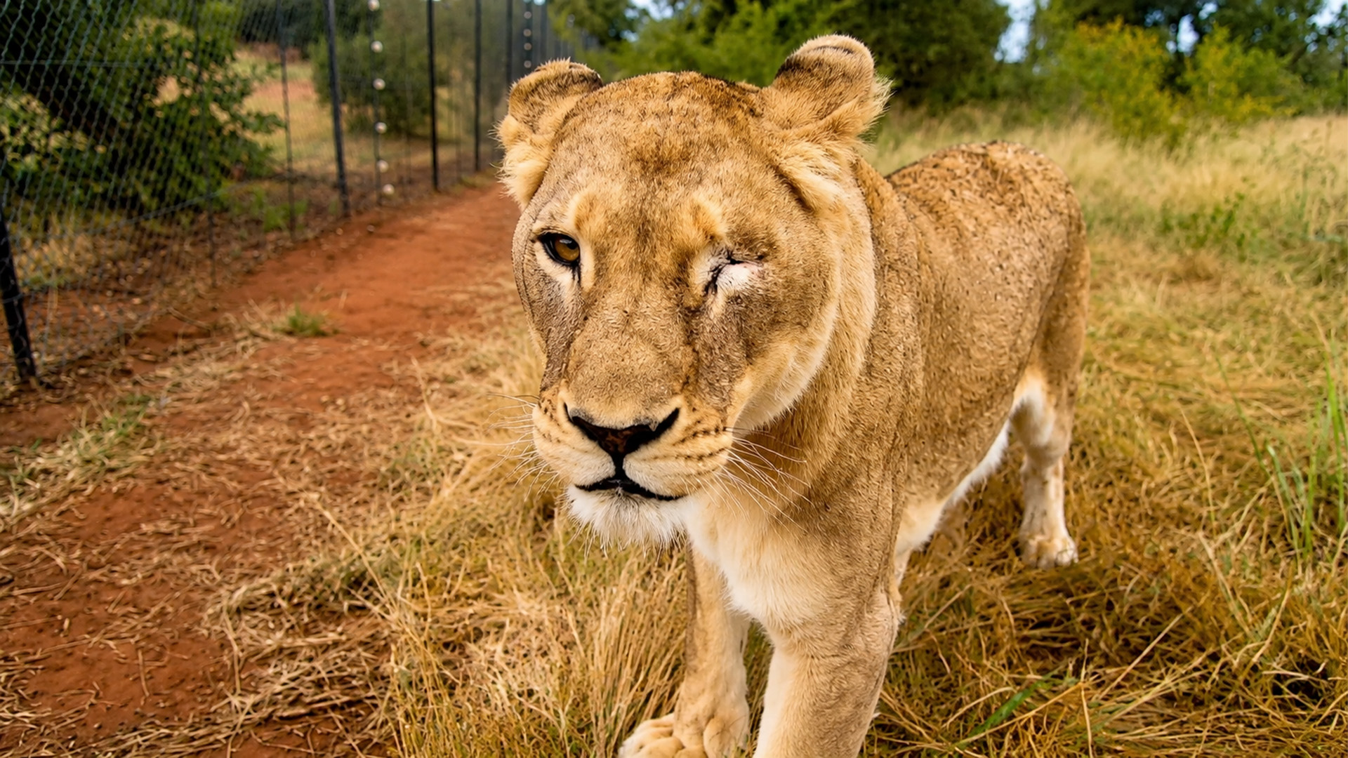 A lioness’s eye revealed her survival story