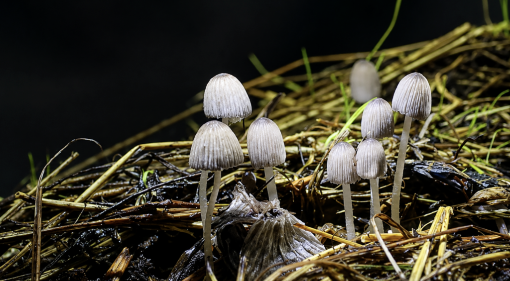 Scientists May Be About to Replace Antidepressants With Magic Mushrooms