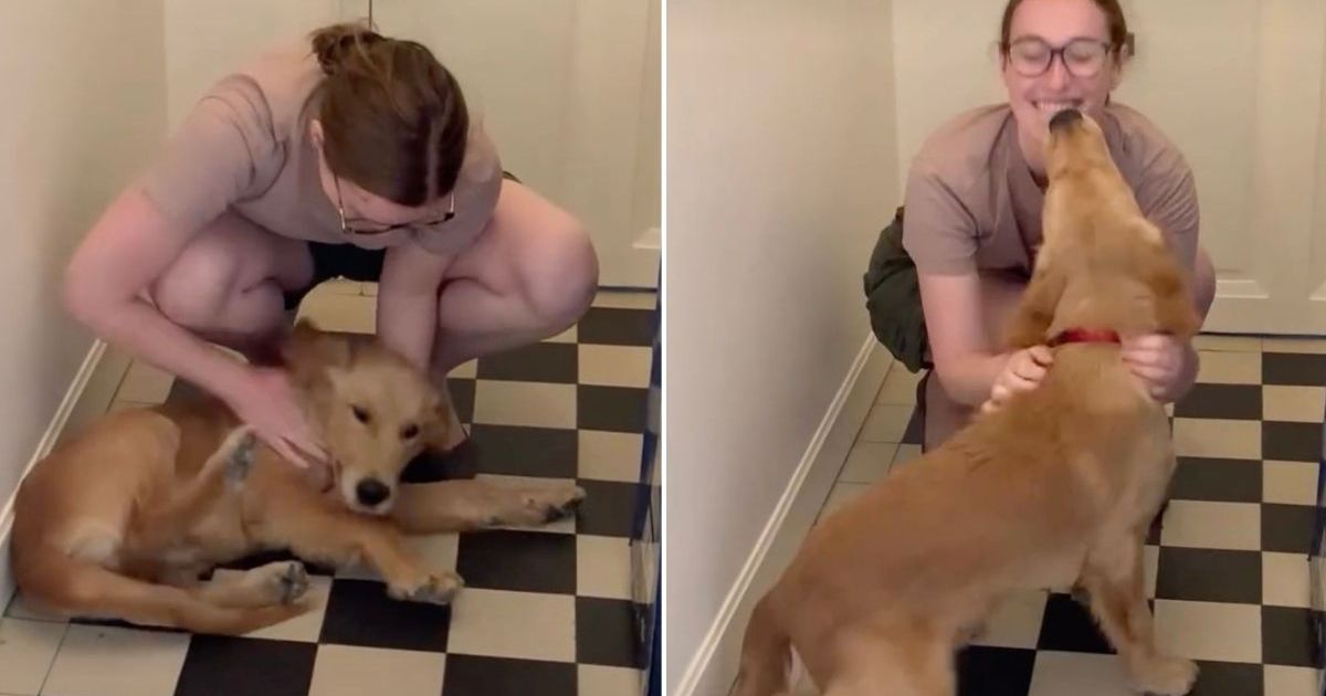 Golden retriever waits by the door for human to come home, then has the sweetest greeting
