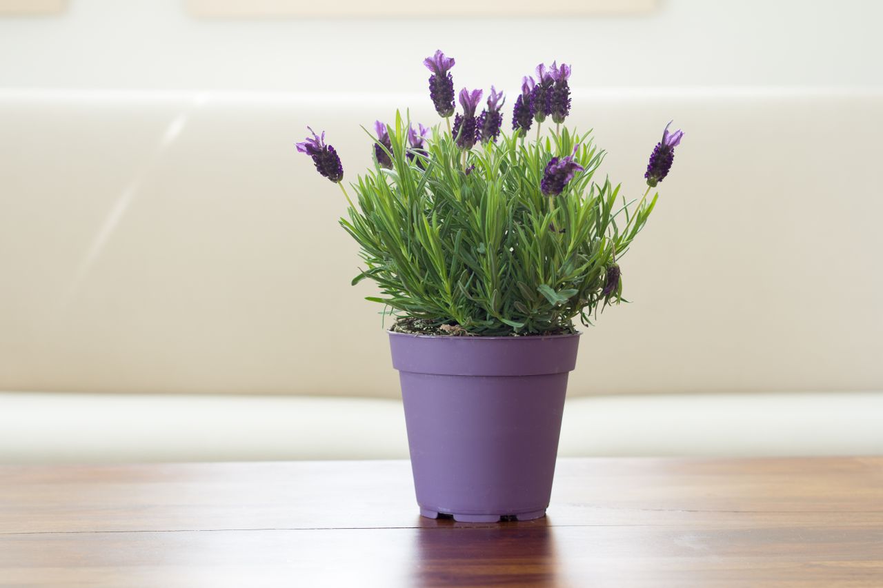 A potted lavender plant displayed on a wooden table