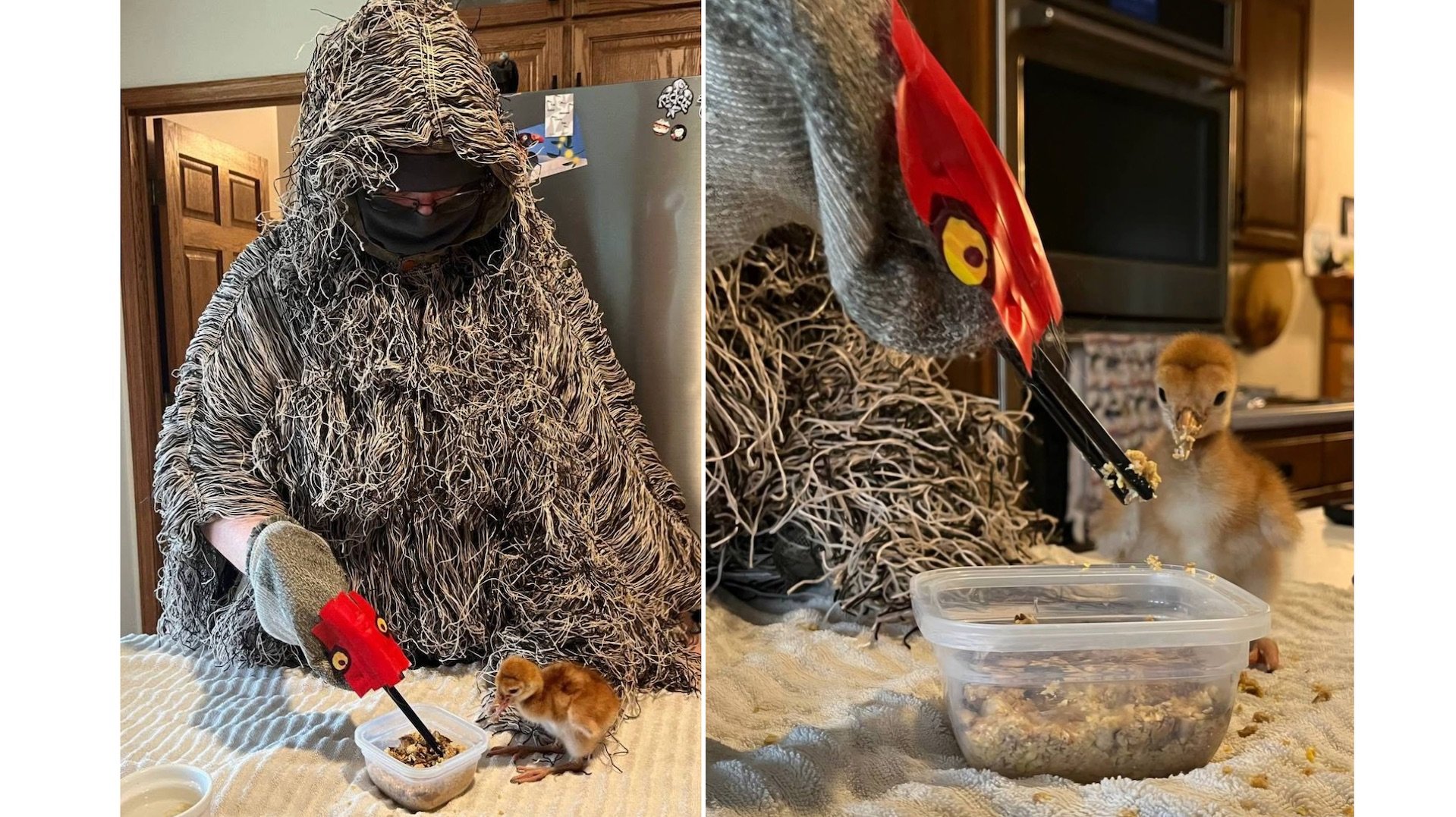 Costumed 'ugly mom' helps orphaned sandhill cranes
