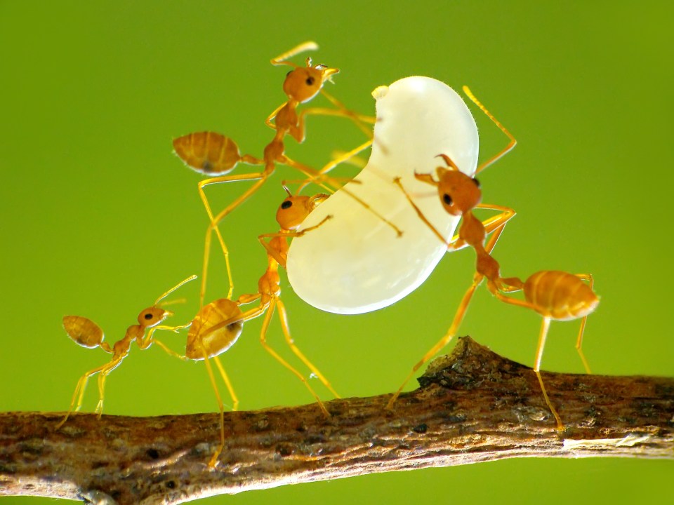 New spider species ‘catapults’ ants into its web at bullet speed