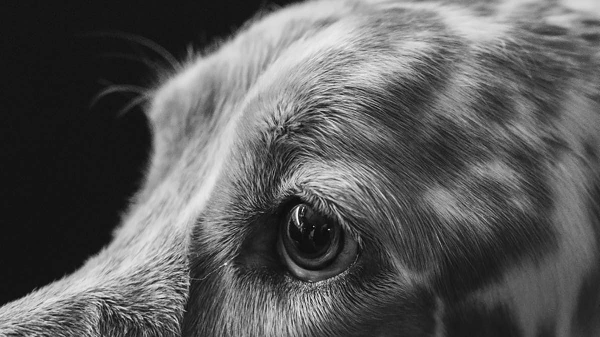 Tri-Color English Setter Looks Like a 'Backwards Frog Dog'