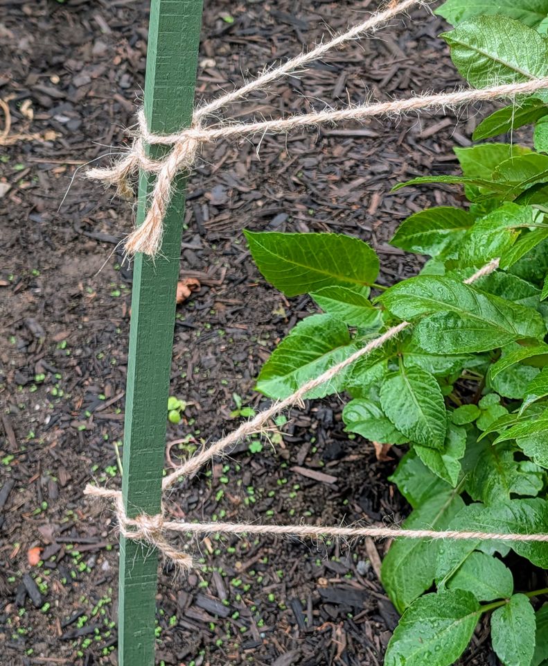 Twine tied between a stake and garden plants for support