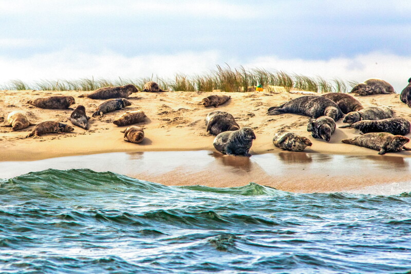 Chatham, Cape Cod - seals
