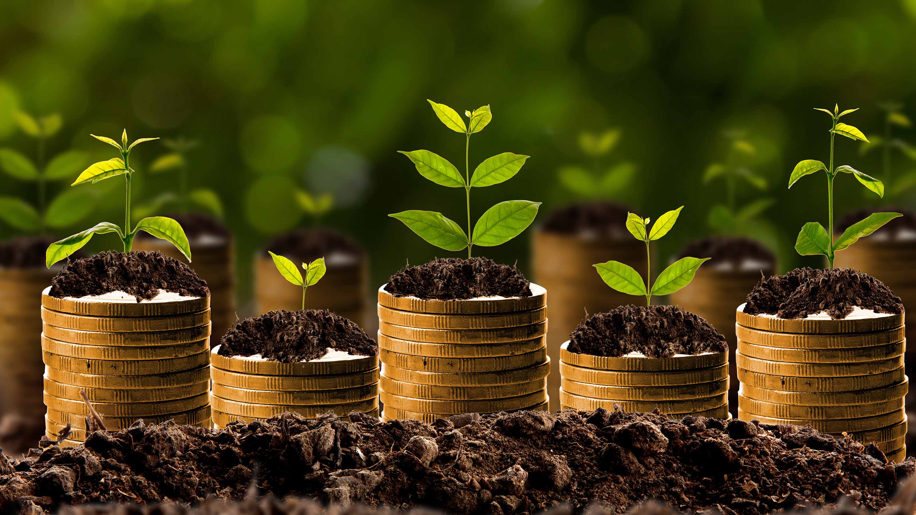 plants growing out of stacked coins in soil