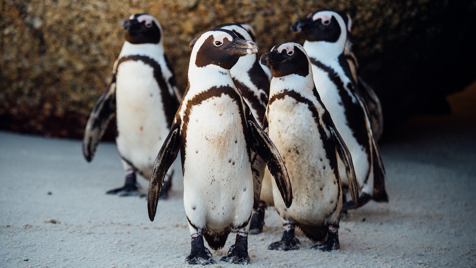 Sylvan Heights Bird Park opens Penguin Point, hosts annual Trick-or ...