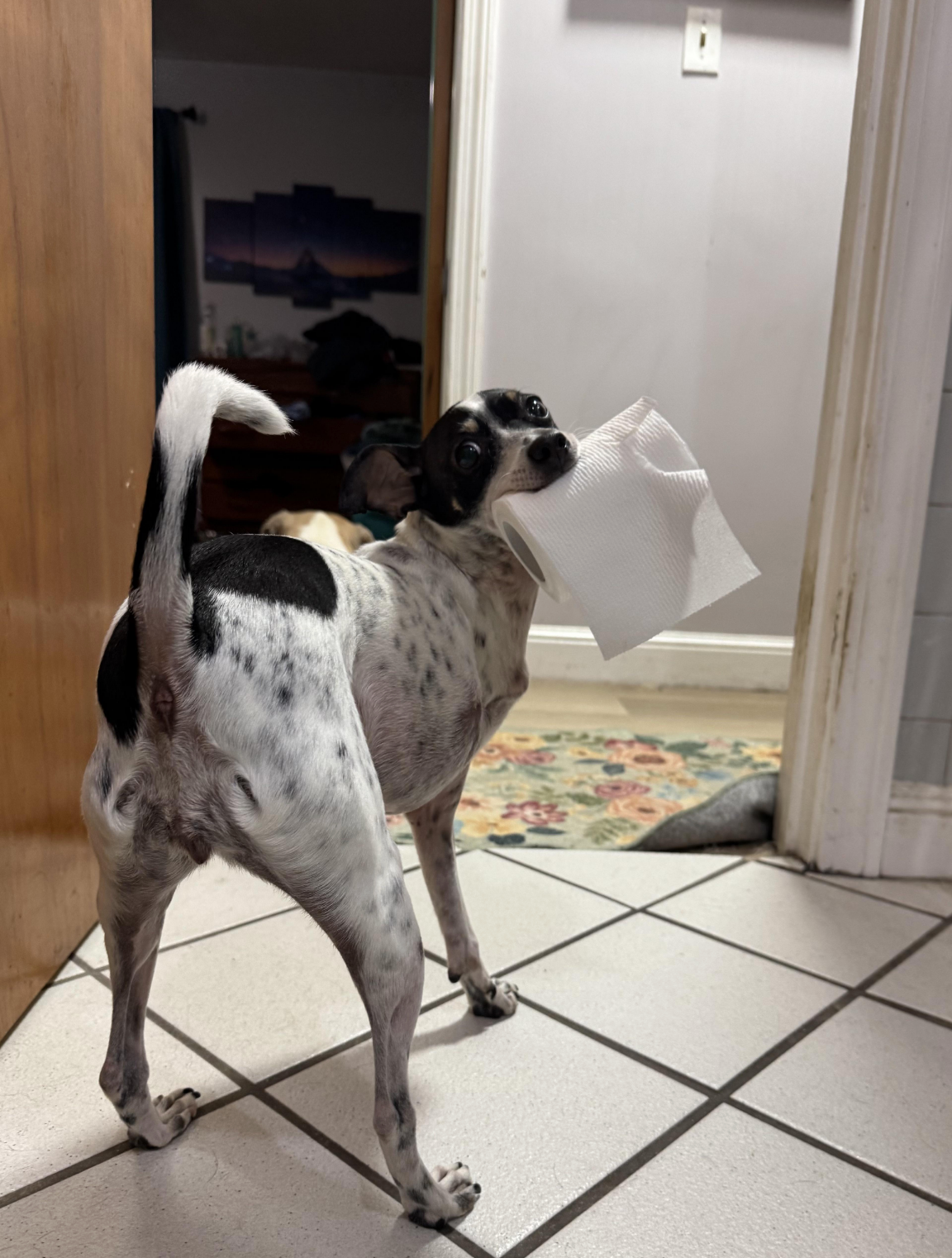 Dog on tiled floor holding a piece of white paper towel in its mouth, looking back towards the camera