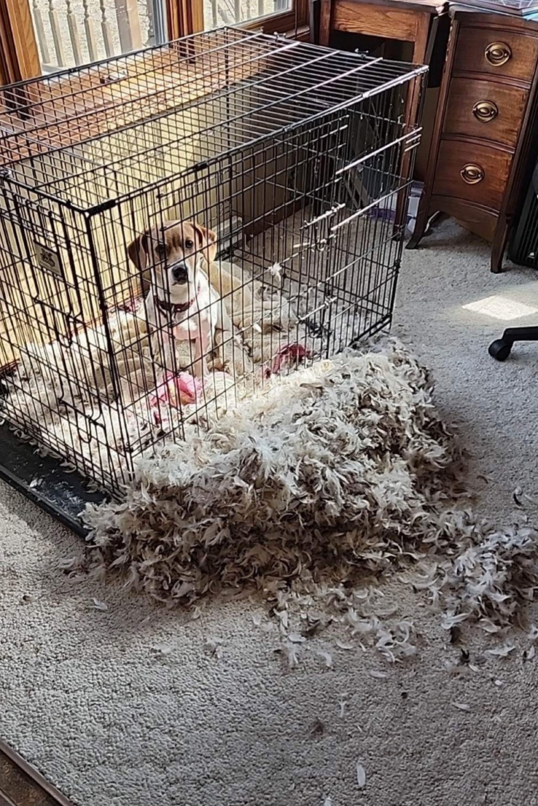 Dog in a crate surrounded by feathers and stuffing on the floor, likely from a torn pillow or cushion