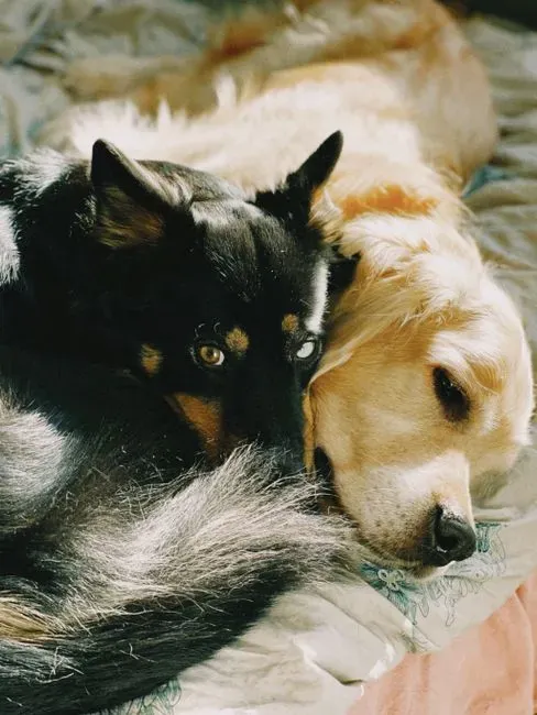 Sleeping pressed against you or another pet (Image Credits: Pexels)