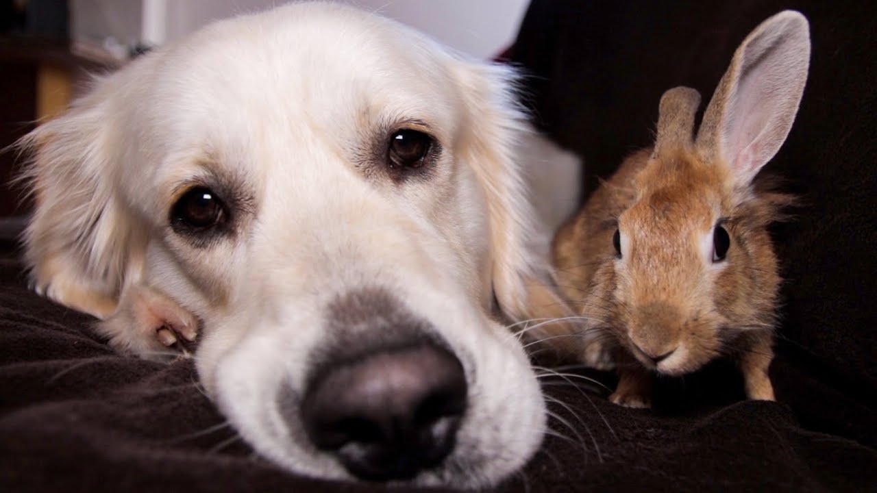Golden retriever and rabbit share the cutest rest time