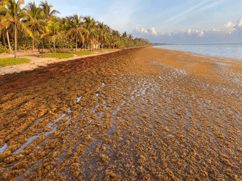 A mat of sargassum washes up in Hopkins, a coastal village in Belize. Credit: Adrian Gongora