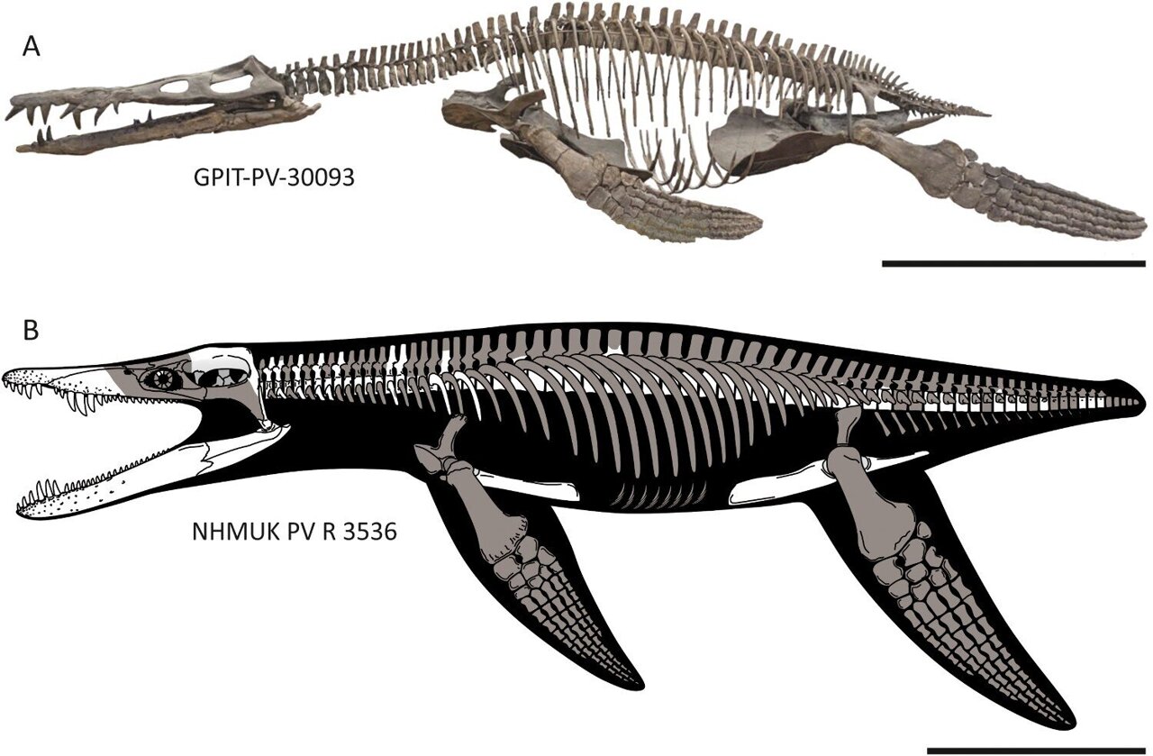 Jurassic sea monster was smaller than once thought, but no less formidable