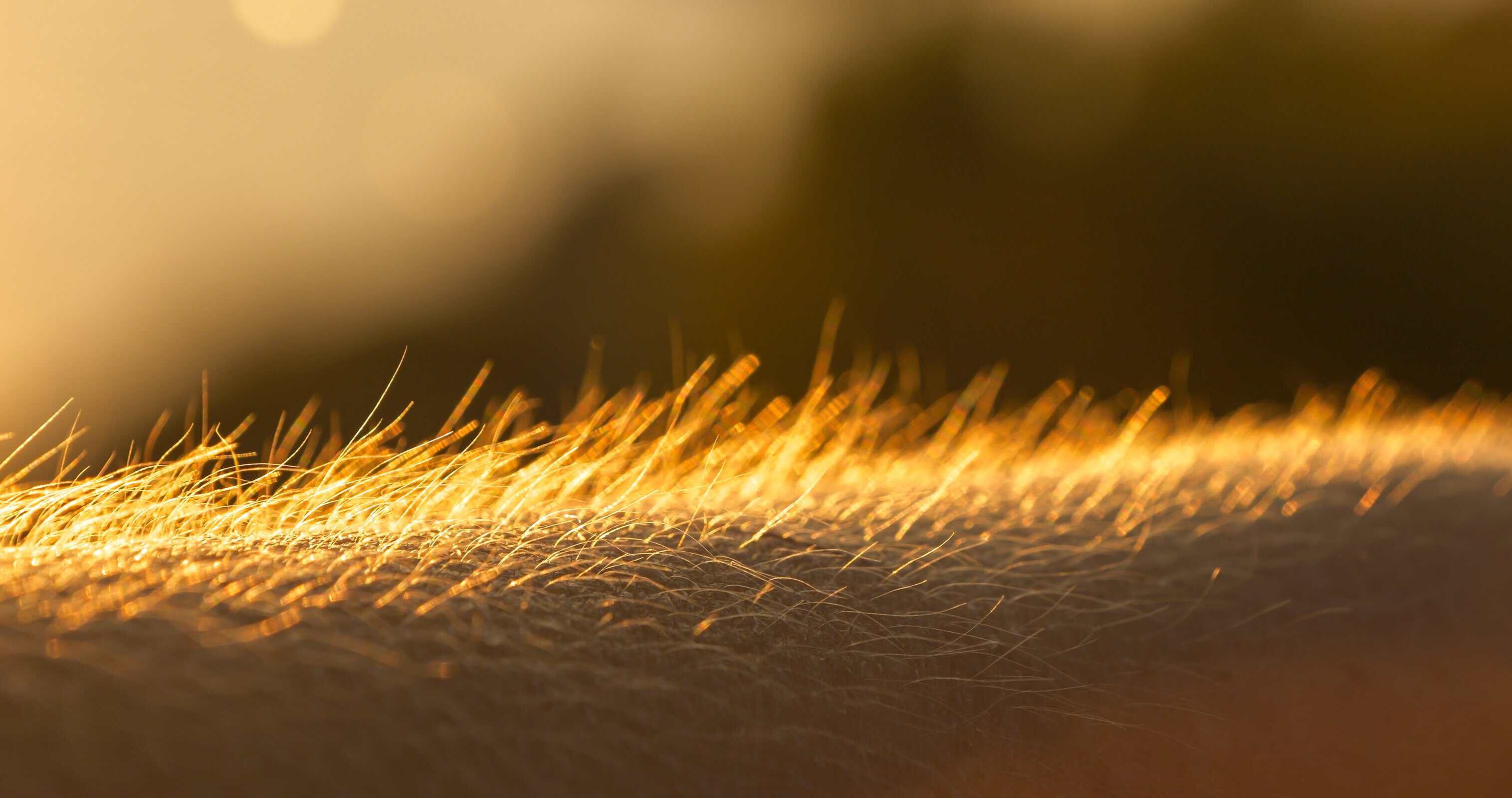DOF, MACRO: Young person reacts to cold from a chilly breeze blowing at sunset. Human hand with upright body hairs glowing in golden summer sunlight. Detailed view of a hairy arm with goosebumps.