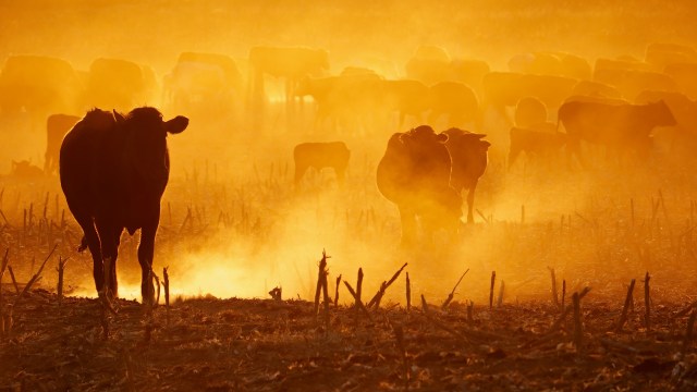 Utah wildfire forced families out, and rescuers raced to move cattle, cats, and dogs