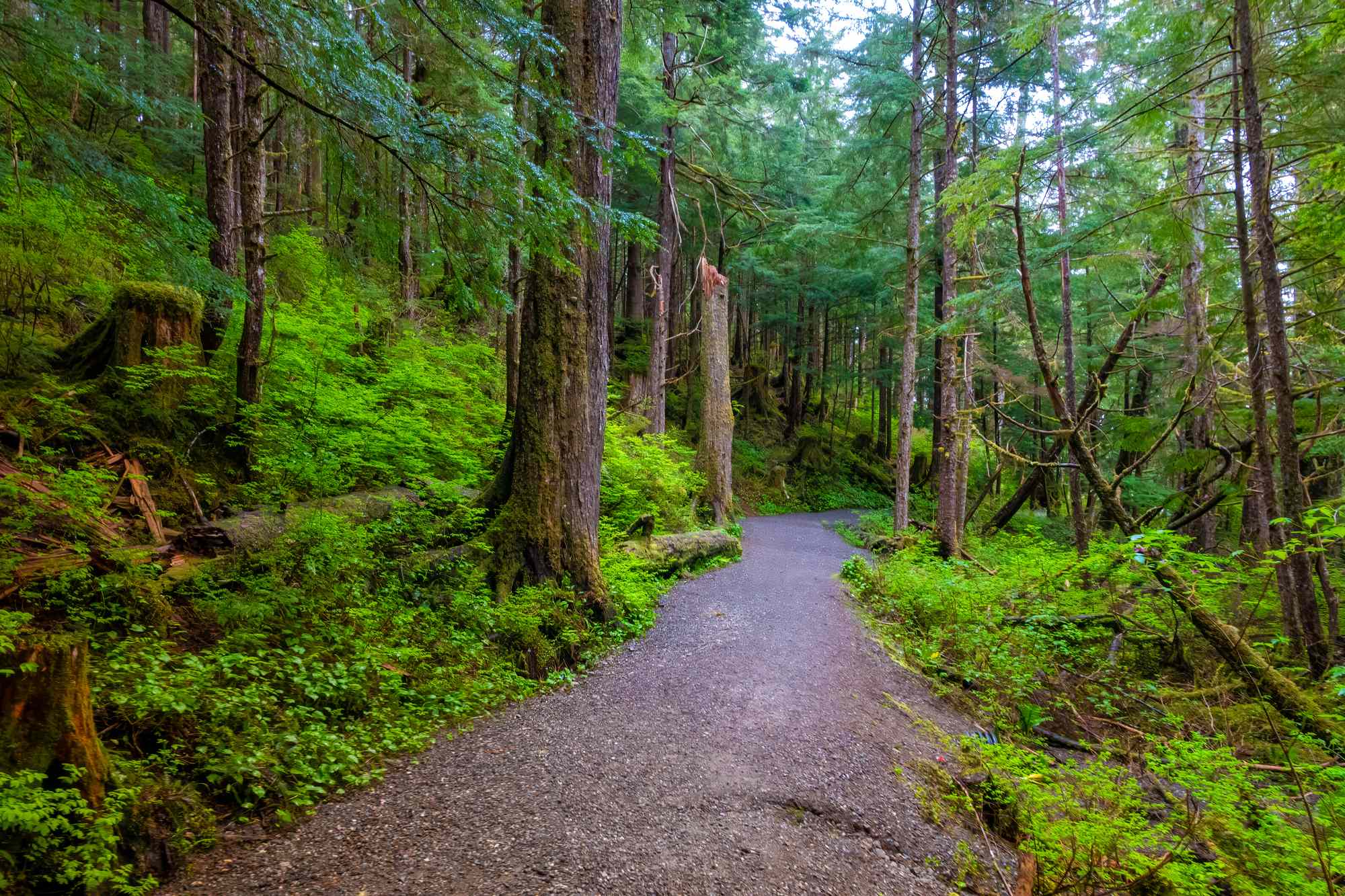The largest temperate rain forest in the world is in the US.—with stunning glaciers and fjords