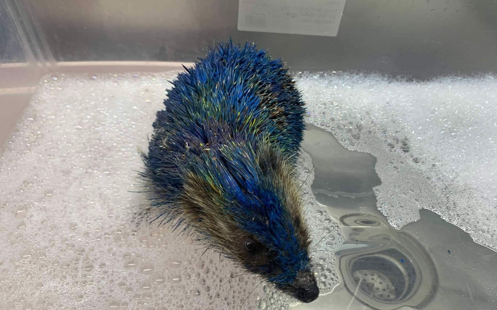 painted hedgehog