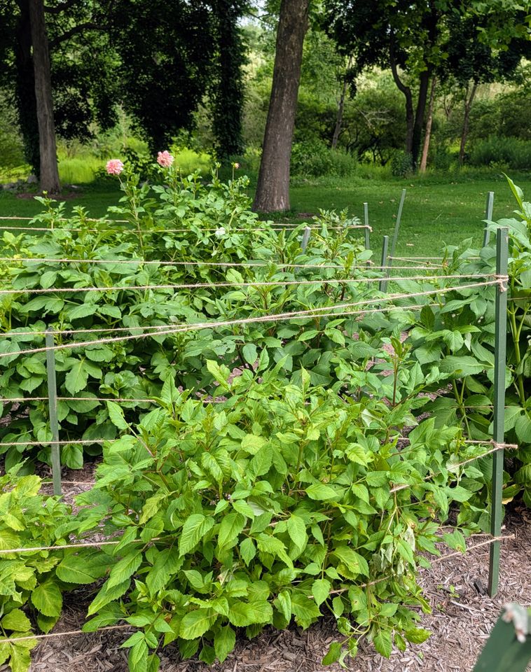 Dahlia plants growing in a garden with wooden stakes for support