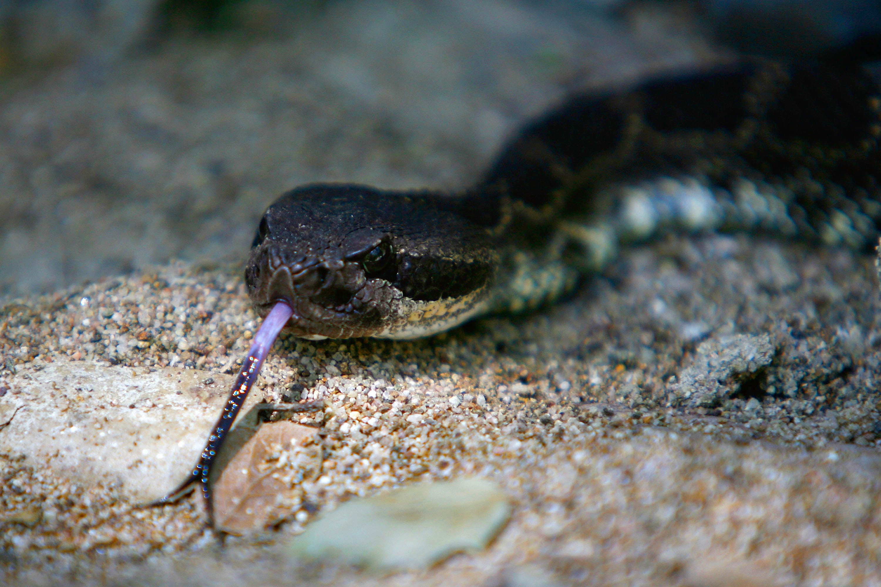 Rattlesnake bites 3-year-old retrieving Amazon package