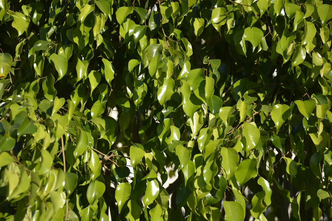 Closeup of green leaves on a plant