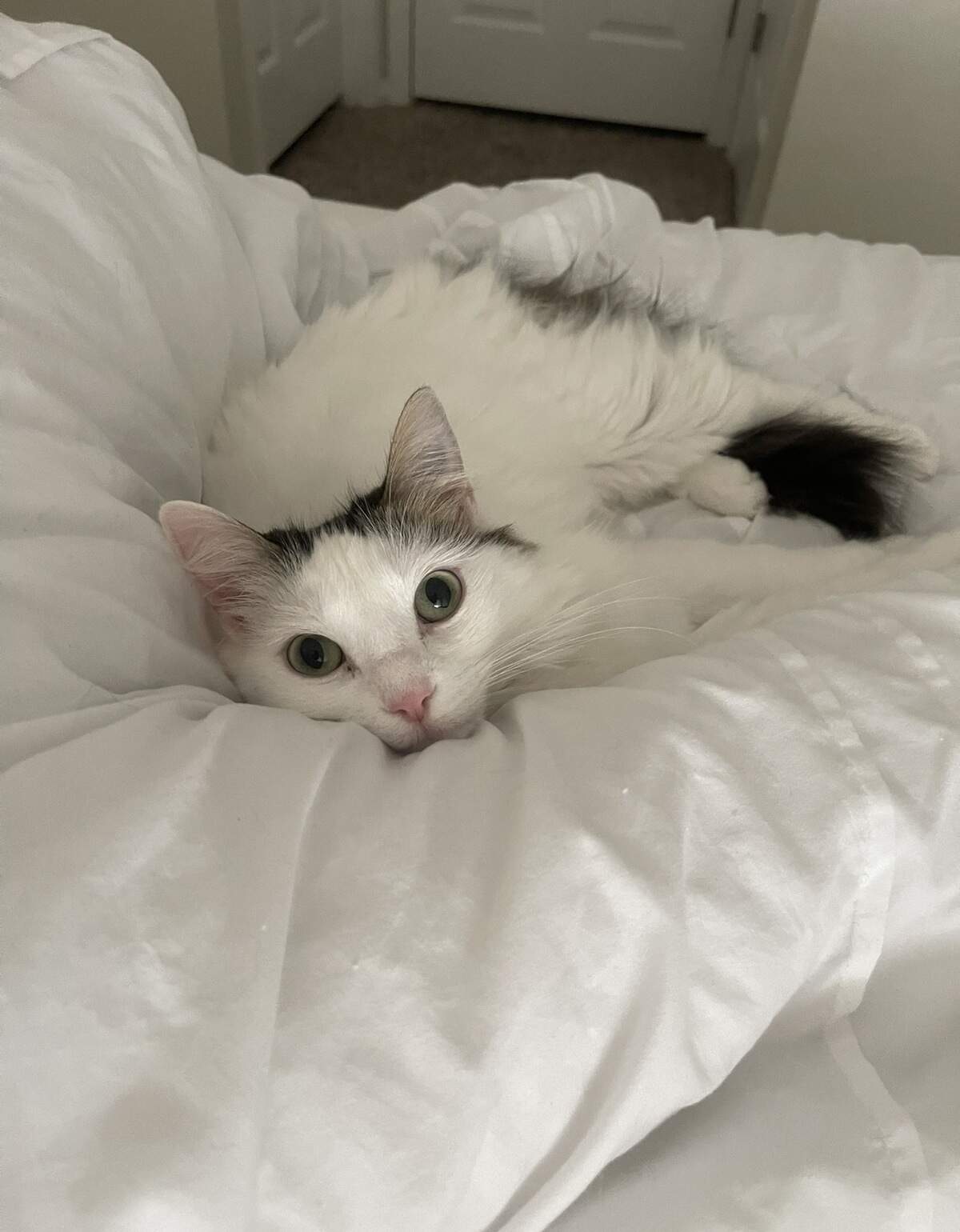Who's the cutest cat? See the winner of Sun Herald Cutest Cat on the Coast poll